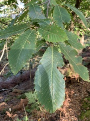 Castanea sativa