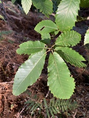 Castanea sativa