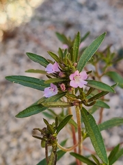 Satureja hortensis