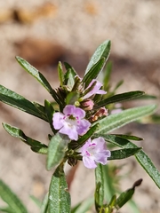 Satureja hortensis