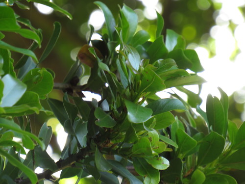Image of Ficus craterostoma by (c) Jeremy Gilmore, some rights reserved (CC BY)