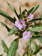 Satureja hortensis