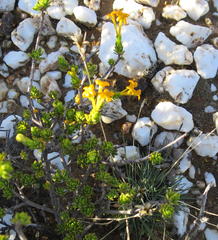 Lasiosiphon deserticola