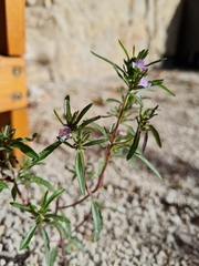 Satureja hortensis