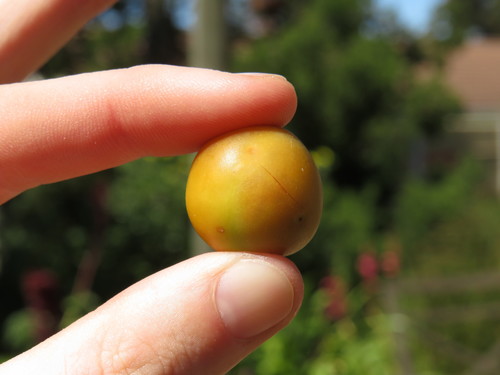 Afrocarpus falcatus