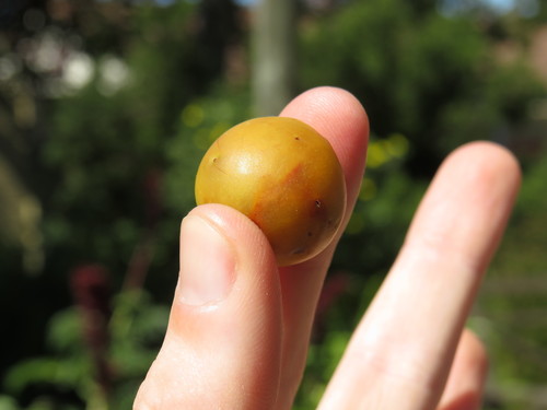 Afrocarpus falcatus