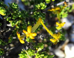 Lasiosiphon deserticola