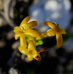 Lasiosiphon deserticola