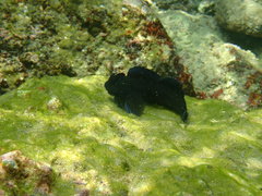 Cirripectes variolosus