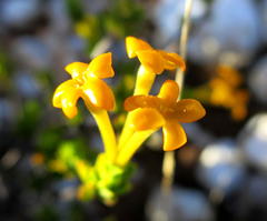 Lasiosiphon deserticola