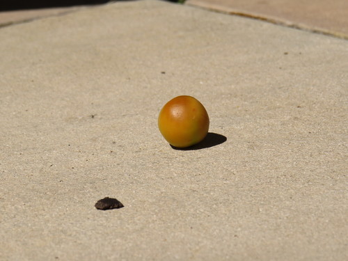 Afrocarpus falcatus