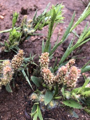 Acalypha caperonioides