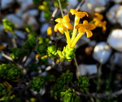 Lasiosiphon deserticola