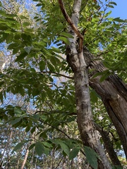 Castanea sativa