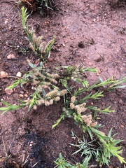 Acalypha caperonioides