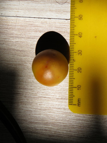Afrocarpus falcatus
