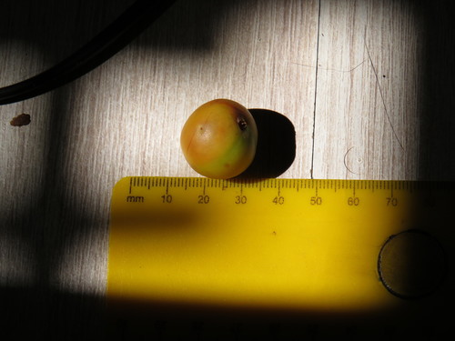 Afrocarpus falcatus
