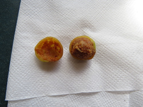 Afrocarpus falcatus