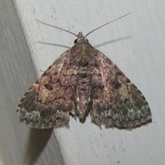 Metalectra miserulata