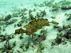 Cristiceps aurantiacus