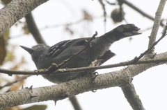 Thamnophilus caerulescens
