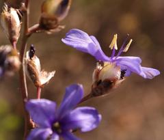 Aristea inaequalis