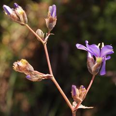 Aristea inaequalis