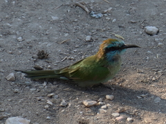 Merops cyanophrys cyanophrys
