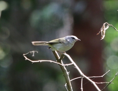Basileuterus culicivorus