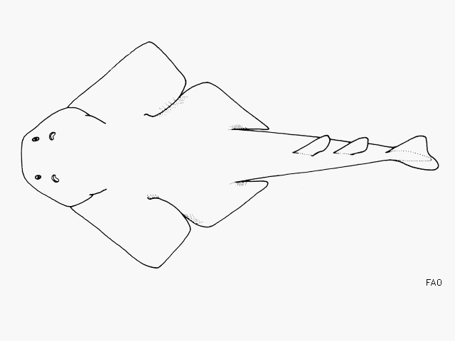 Argentine Angelshark