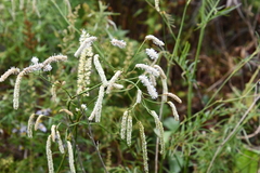 Sanguisorba parviflora