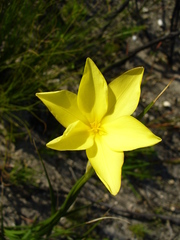 Bobartia gladiata