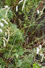 Sanguisorba parviflora