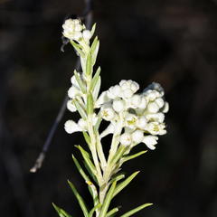 Phylica rigidifolia