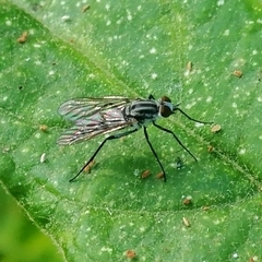 Penniverpa