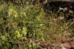Cysticapnos cracca