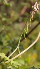 Cysticapnos cracca