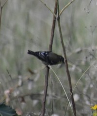 Spinus psaltria psaltria