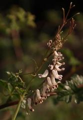 Cysticapnos cracca