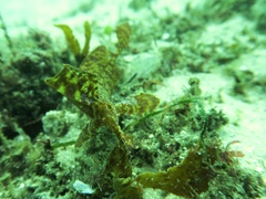 Cristiceps aurantiacus