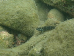 Bathygobius coalitus