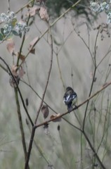 Spinus psaltria psaltria