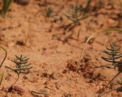 Eriospermum aphyllum