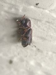 Xylobiops texanus