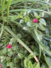 Mesembryanthemum cordifolium