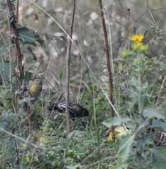 Spinus psaltria psaltria