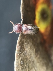Xylobiops texanus