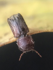 Xylobiops texanus