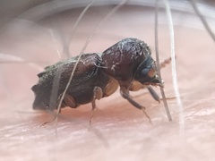 Xylobiops texanus