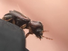 Xylobiops texanus